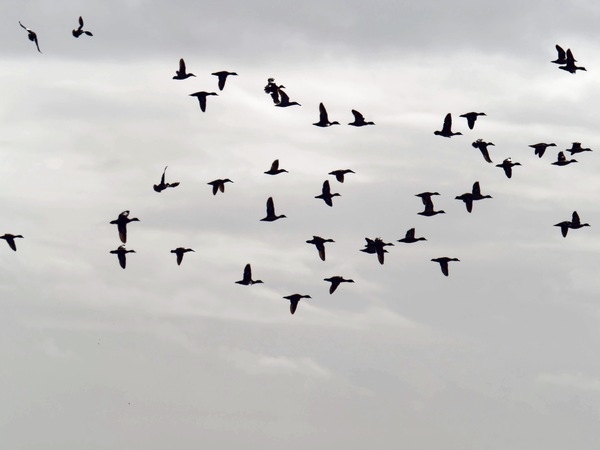 https://lemis.nyc3.digitaloceanspaces.com/grog/Photos/20260729/small/Birding-219.jpeg