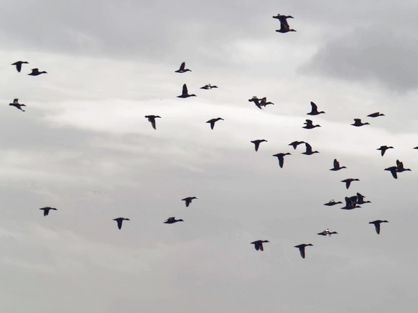 https://lemis.nyc3.digitaloceanspaces.com/grog/Photos/20260729/small/Birding-220.jpeg