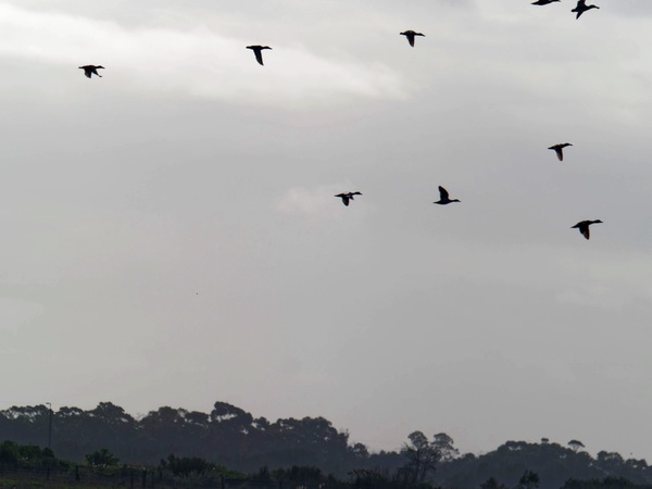 https://lemis.nyc3.digitaloceanspaces.com/grog/Photos/20260729/small/Birding-221.jpeg