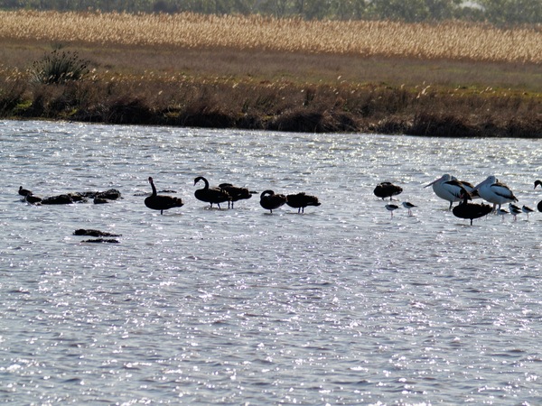 https://lemis.nyc3.digitaloceanspaces.com/grog/Photos/20260729/small/Birding-222.jpeg