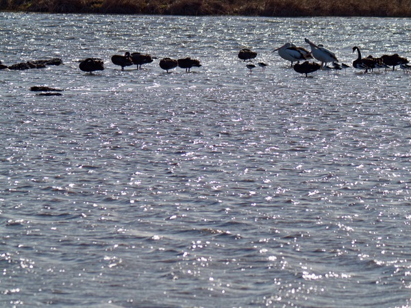 https://lemis.nyc3.digitaloceanspaces.com/grog/Photos/20260729/small/Birding-223.jpeg