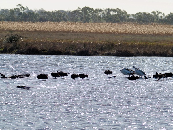 https://lemis.nyc3.digitaloceanspaces.com/grog/Photos/20260729/small/Birding-224.jpeg