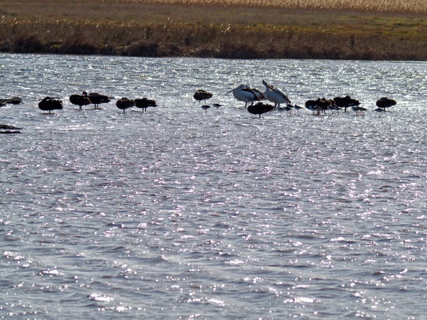 https://lemis.nyc3.digitaloceanspaces.com/grog/Photos/20260729/small/Birding-225.jpeg