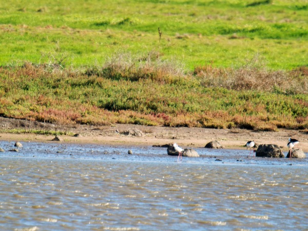 https://lemis.nyc3.digitaloceanspaces.com/grog/Photos/20260729/small/Birding-226.jpeg