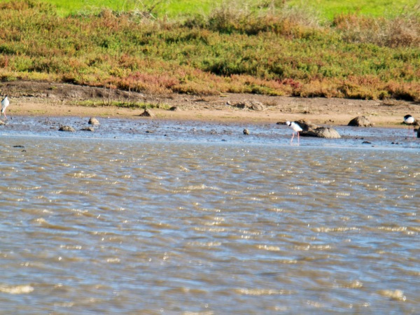 https://lemis.nyc3.digitaloceanspaces.com/grog/Photos/20260729/small/Birding-227.jpeg