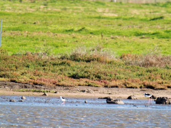 https://lemis.nyc3.digitaloceanspaces.com/grog/Photos/20260729/small/Birding-228.jpeg