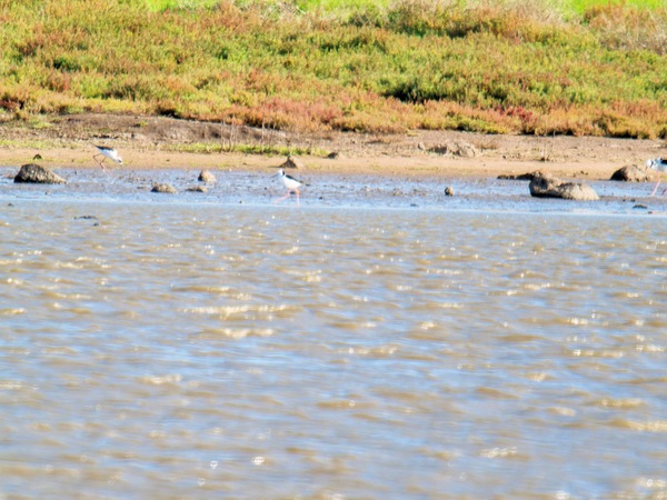 https://lemis.nyc3.digitaloceanspaces.com/grog/Photos/20260729/small/Birding-229.jpeg