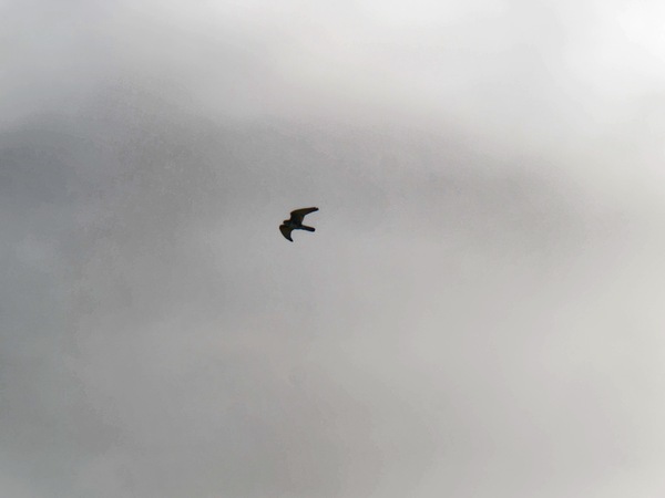 https://lemis.nyc3.digitaloceanspaces.com/grog/Photos/20260729/small/Birding-23.jpeg
