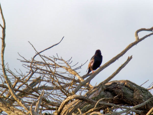 https://lemis.nyc3.digitaloceanspaces.com/grog/Photos/20260729/small/Birding-24.jpeg