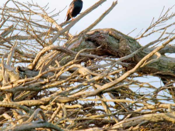 https://lemis.nyc3.digitaloceanspaces.com/grog/Photos/20260729/small/Birding-25.jpeg