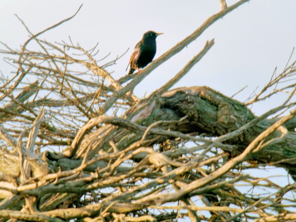 https://lemis.nyc3.digitaloceanspaces.com/grog/Photos/20260729/small/Birding-26.jpeg
