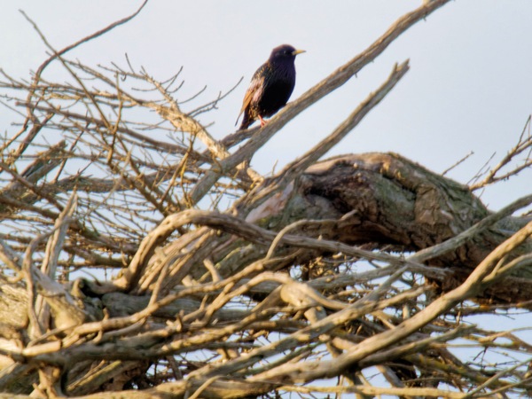 https://lemis.nyc3.digitaloceanspaces.com/grog/Photos/20260729/small/Birding-27.jpeg