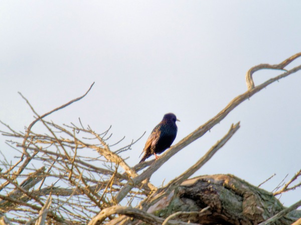 https://lemis.nyc3.digitaloceanspaces.com/grog/Photos/20260729/small/Birding-28.jpeg