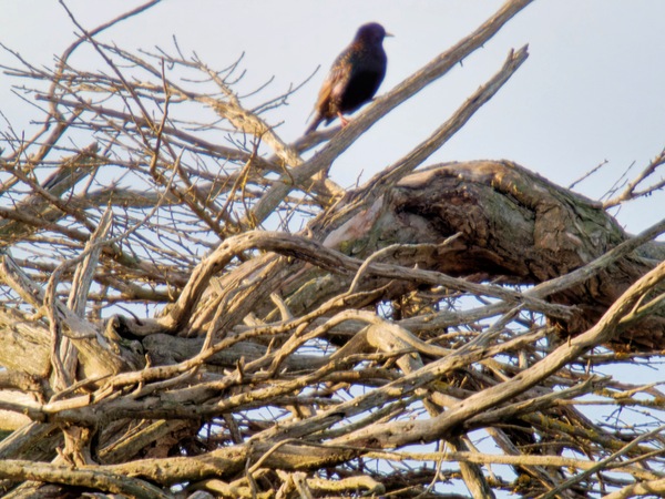 https://lemis.nyc3.digitaloceanspaces.com/grog/Photos/20260729/small/Birding-29.jpeg