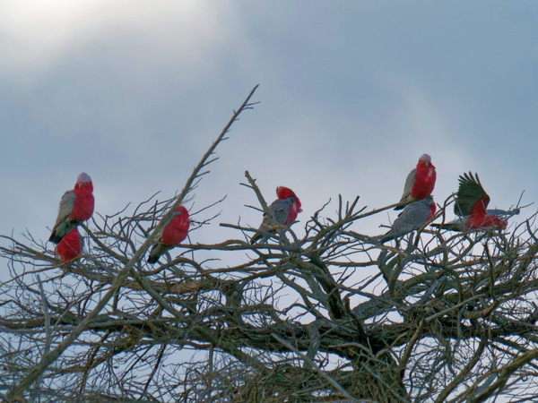 https://lemis.nyc3.digitaloceanspaces.com/grog/Photos/20260729/small/Birding-3.jpeg