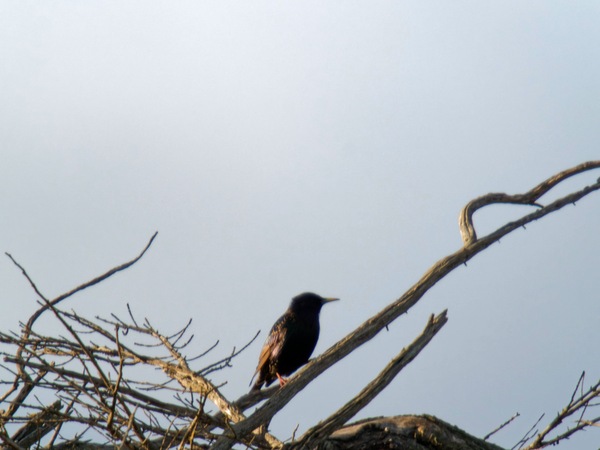 https://lemis.nyc3.digitaloceanspaces.com/grog/Photos/20260729/small/Birding-30.jpeg