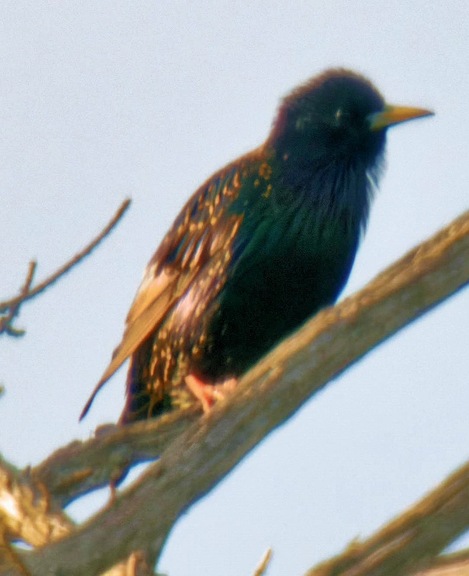 https://lemis.nyc3.digitaloceanspaces.com/grog/Photos/20260729/small/Birding-31-detail.jpeg