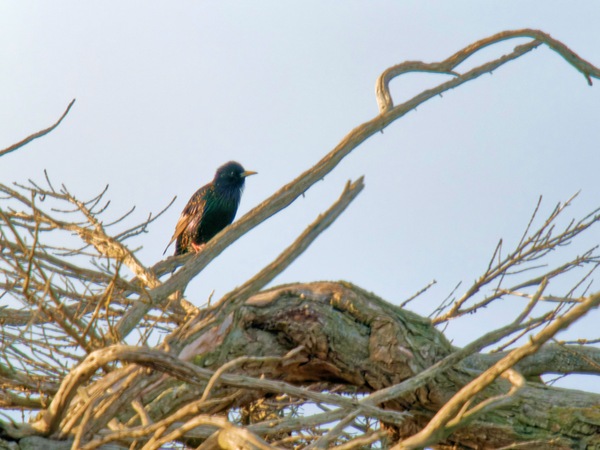https://lemis.nyc3.digitaloceanspaces.com/grog/Photos/20260729/small/Birding-31.jpeg