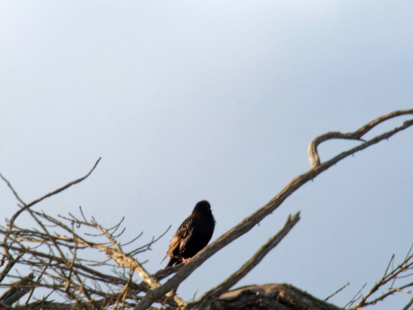 https://lemis.nyc3.digitaloceanspaces.com/grog/Photos/20260729/small/Birding-32.jpeg