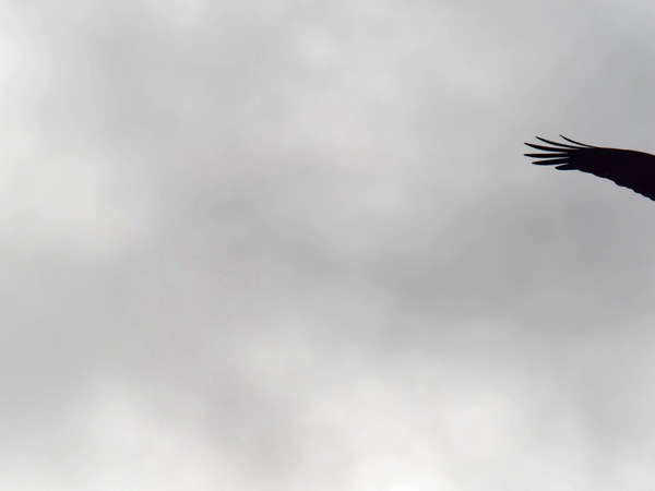 https://lemis.nyc3.digitaloceanspaces.com/grog/Photos/20260729/small/Birding-33.jpeg