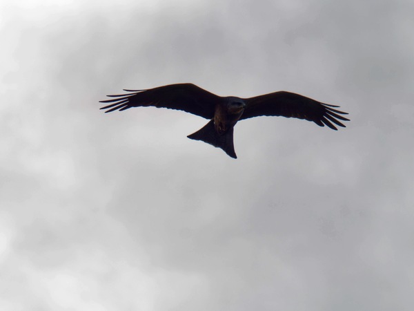 https://lemis.nyc3.digitaloceanspaces.com/grog/Photos/20260729/small/Birding-34.jpeg