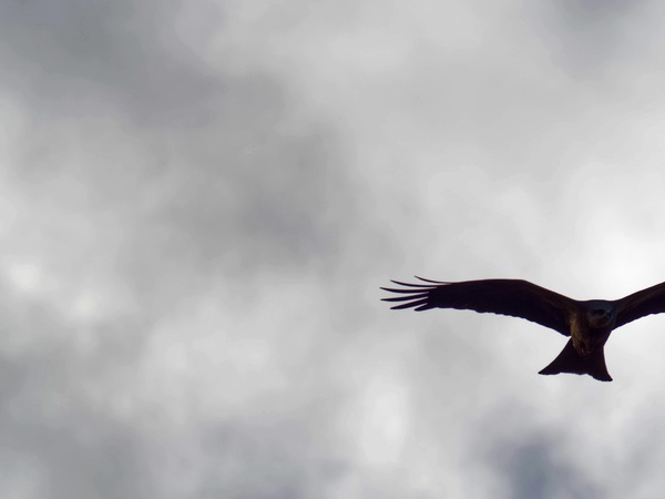 https://lemis.nyc3.digitaloceanspaces.com/grog/Photos/20260729/small/Birding-35.jpeg