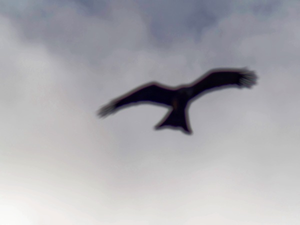 https://lemis.nyc3.digitaloceanspaces.com/grog/Photos/20260729/small/Birding-36.jpeg