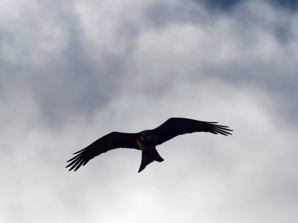 https://lemis.nyc3.digitaloceanspaces.com/grog/Photos/20260729/small/Birding-37.jpeg