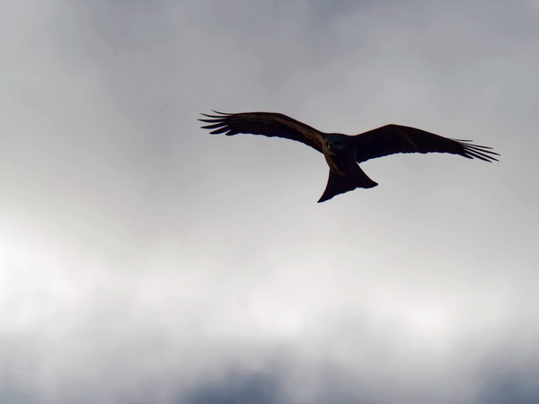 https://lemis.nyc3.digitaloceanspaces.com/grog/Photos/20260729/small/Birding-38.jpeg