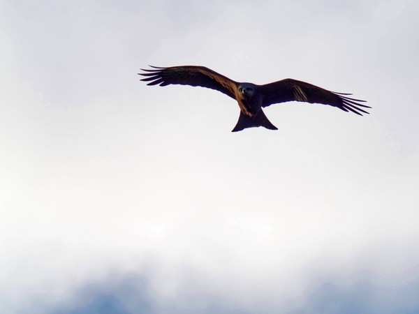 https://lemis.nyc3.digitaloceanspaces.com/grog/Photos/20260729/small/Birding-39.jpeg