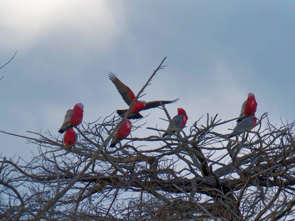 https://lemis.nyc3.digitaloceanspaces.com/grog/Photos/20260729/small/Birding-4.jpeg