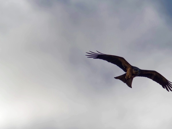 https://lemis.nyc3.digitaloceanspaces.com/grog/Photos/20260729/small/Birding-40.jpeg