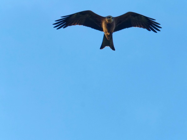 https://lemis.nyc3.digitaloceanspaces.com/grog/Photos/20260729/small/Birding-41.jpeg