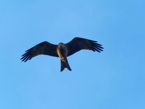 https://lemis.nyc3.digitaloceanspaces.com/grog/Photos/20260729/small/Birding-42.jpeg