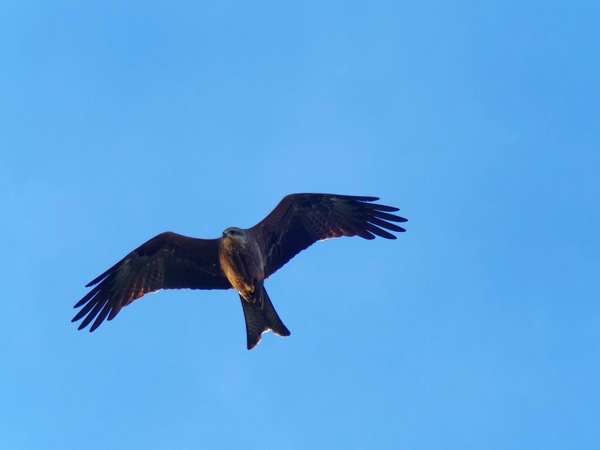 https://lemis.nyc3.digitaloceanspaces.com/grog/Photos/20260729/small/Birding-43.jpeg