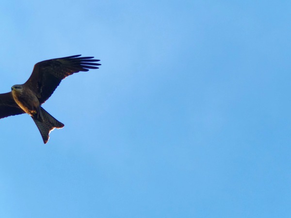 https://lemis.nyc3.digitaloceanspaces.com/grog/Photos/20260729/small/Birding-44.jpeg