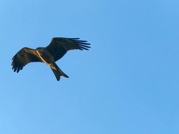https://lemis.nyc3.digitaloceanspaces.com/grog/Photos/20260729/small/Birding-45.jpeg