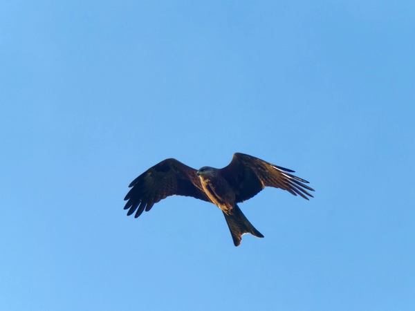 https://lemis.nyc3.digitaloceanspaces.com/grog/Photos/20260729/small/Birding-46.jpeg