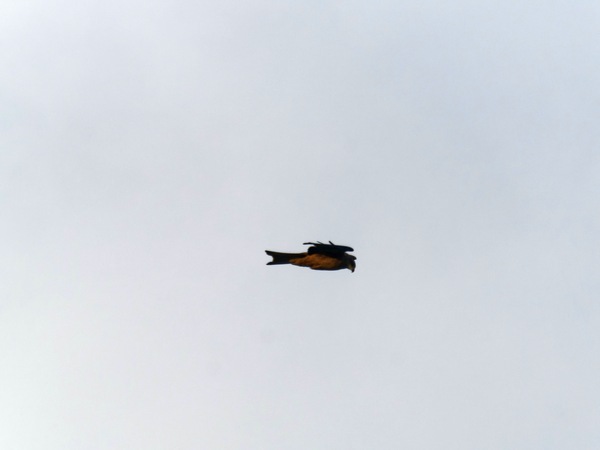 https://lemis.nyc3.digitaloceanspaces.com/grog/Photos/20260729/small/Birding-48.jpeg