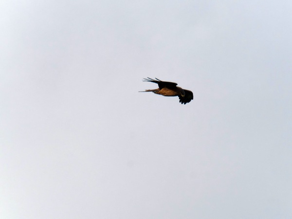 https://lemis.nyc3.digitaloceanspaces.com/grog/Photos/20260729/small/Birding-49.jpeg