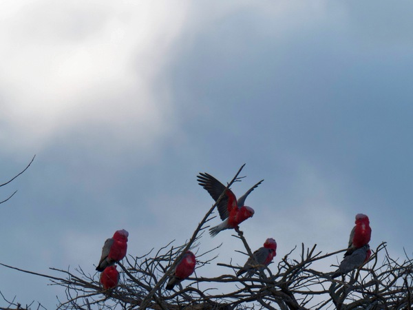 https://lemis.nyc3.digitaloceanspaces.com/grog/Photos/20260729/small/Birding-5.jpeg