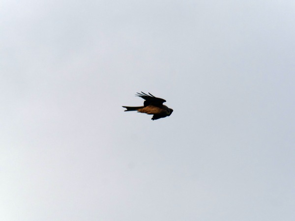 https://lemis.nyc3.digitaloceanspaces.com/grog/Photos/20260729/small/Birding-50.jpeg