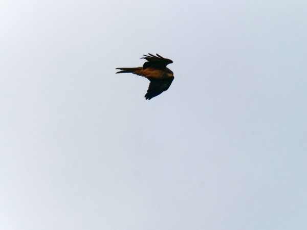https://lemis.nyc3.digitaloceanspaces.com/grog/Photos/20260729/small/Birding-51.jpeg