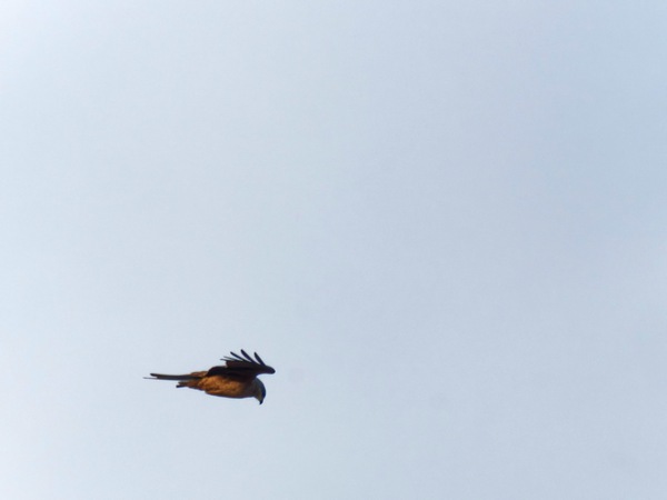 https://lemis.nyc3.digitaloceanspaces.com/grog/Photos/20260729/small/Birding-52.jpeg