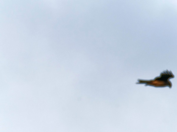 https://lemis.nyc3.digitaloceanspaces.com/grog/Photos/20260729/small/Birding-54.jpeg