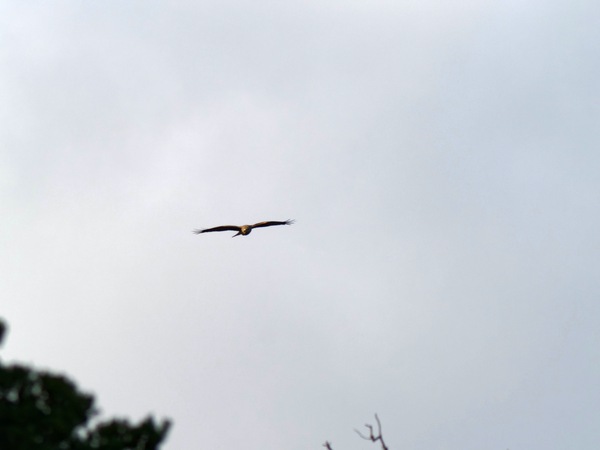 https://lemis.nyc3.digitaloceanspaces.com/grog/Photos/20260729/small/Birding-55.jpeg