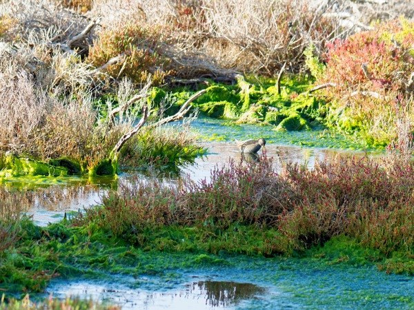 https://lemis.nyc3.digitaloceanspaces.com/grog/Photos/20260729/small/Birding-57.jpeg