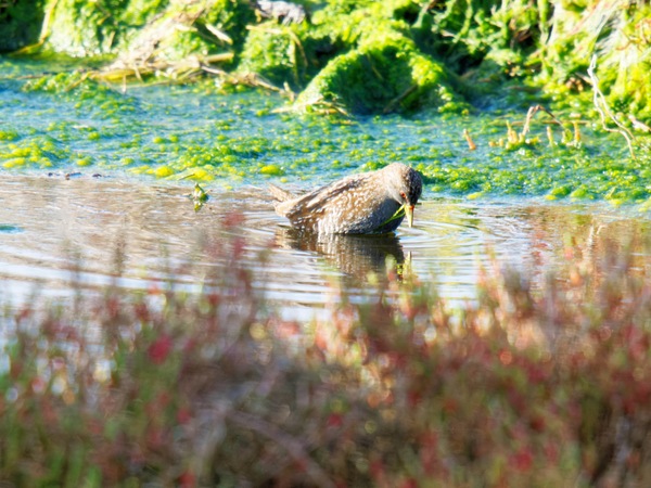 https://lemis.nyc3.digitaloceanspaces.com/grog/Photos/20260729/small/Birding-58.jpeg
