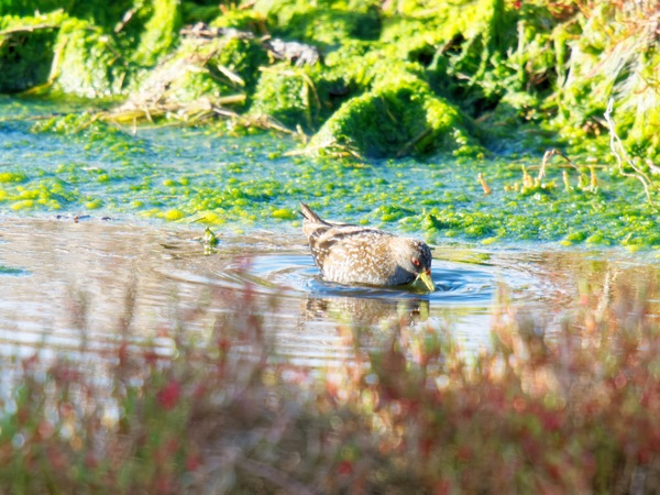 https://lemis.nyc3.digitaloceanspaces.com/grog/Photos/20260729/small/Birding-59.jpeg