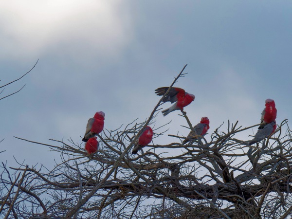 https://lemis.nyc3.digitaloceanspaces.com/grog/Photos/20260729/small/Birding-6.jpeg